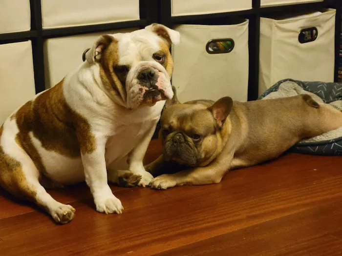 Little Paws Dog & Cat Hospital Picture 4
