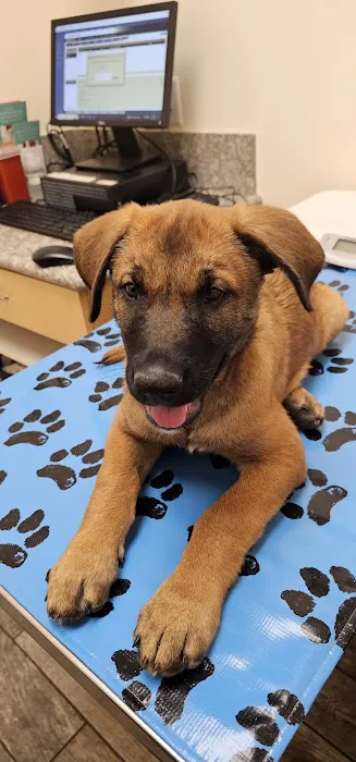 Little Paws Dog & Cat Hospital Picture 5