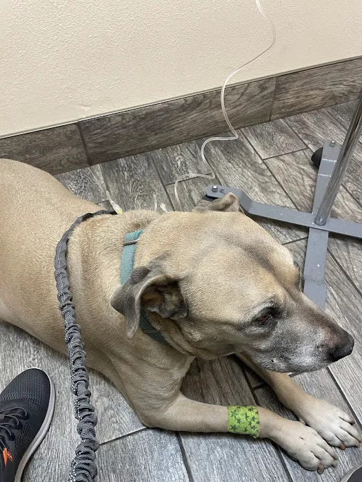 Little Paws Dog & Cat Hospital Picture 8