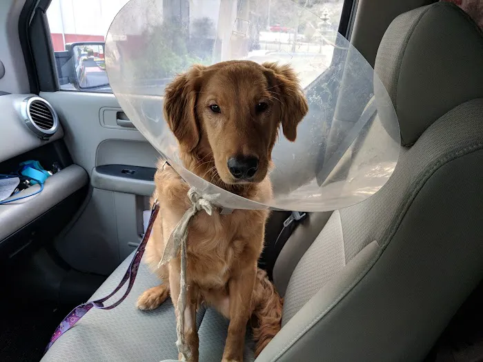 Little Paws Dog & Cat Hospital Picture 6