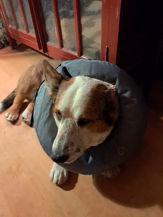 Grand Canyon Veterinary Hospital Picture 2