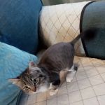 Grand Canyon Veterinary Hospital