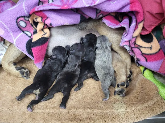 Grand Canyon Veterinary Hospital Picture 3