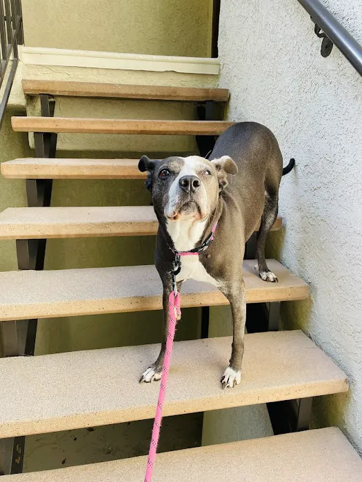 Santa Clarita Animal Urgent Care and Wellness Center Picture 7