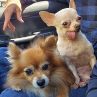 Sierra Veterinary Clinic ico