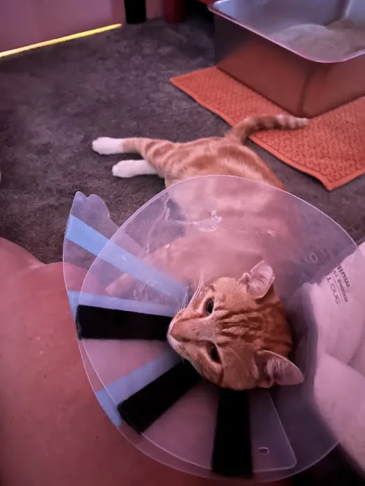Sand Canyon Animal Hospital Picture 9