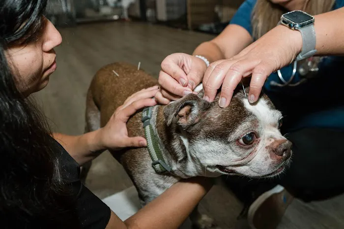 Happy Pets Veterinary Center Picture 8