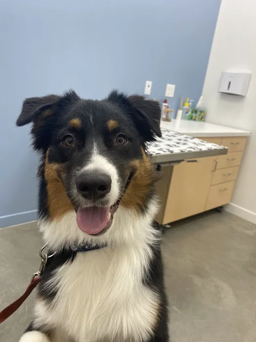 Cumulus Animal Hospital Picture 5
