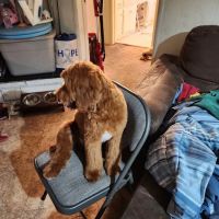 Banfield Pet Hospital ico