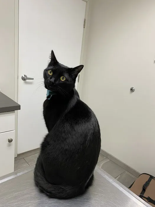 Manhattan Beach Animal Hospital Picture 5