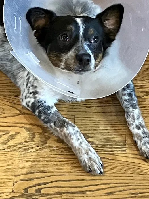 Bay Animal Hospital Picture 2
