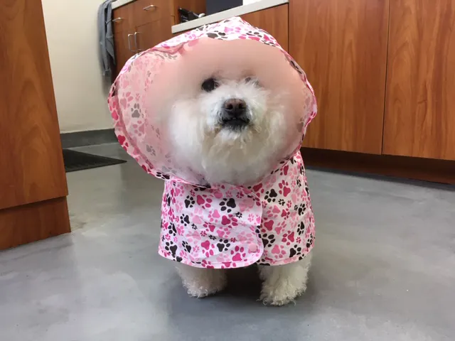 Bay Animal Hospital Picture 8