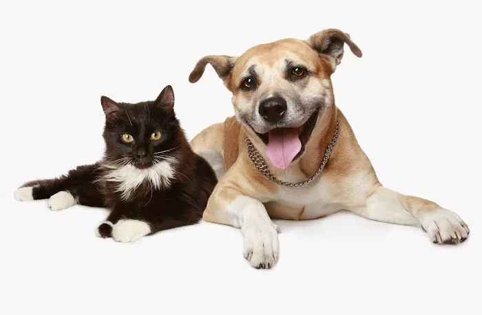 VCA Animal Medical & Dental Group Picture 1