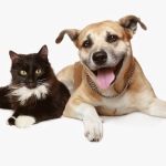 VCA Animal Medical & Dental Group
