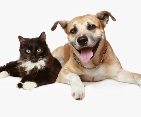 VCA Animal Medical & Dental Group