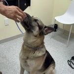 Rosecrans Veterinary Clinic