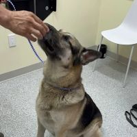 Rosecrans Veterinary Clinic ico