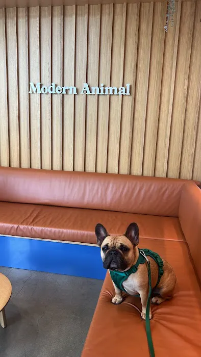 Modern Animal Picture 6