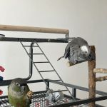Avian & Exotic Animal Hospital