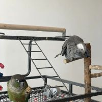 Avian & Exotic Animal Hospital ico