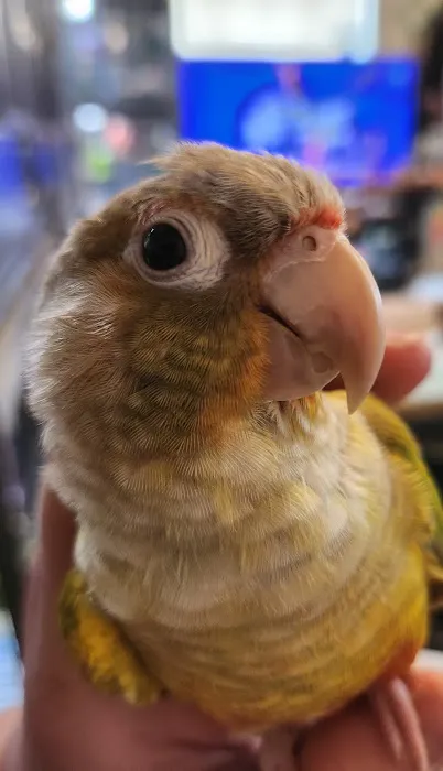 Avian & Exotic Animal Hospital Picture 7