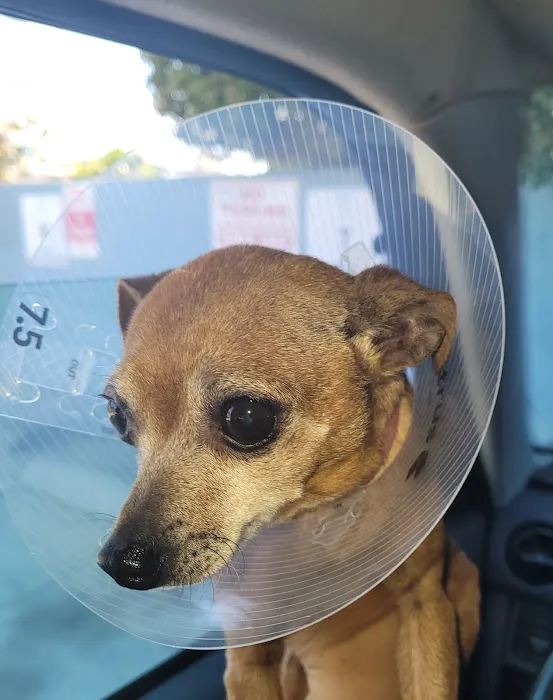 Animal Hospital of South Bay Picture 9