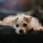 Lawndale Pet Hospital