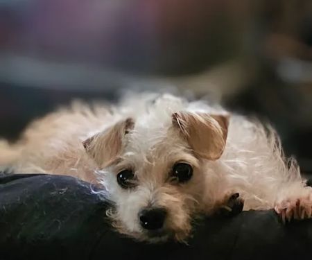 Lawndale Pet Hospital