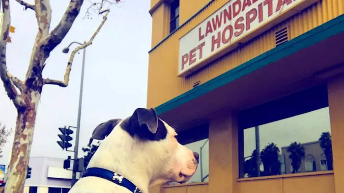 Lawndale Pet Hospital Picture 4