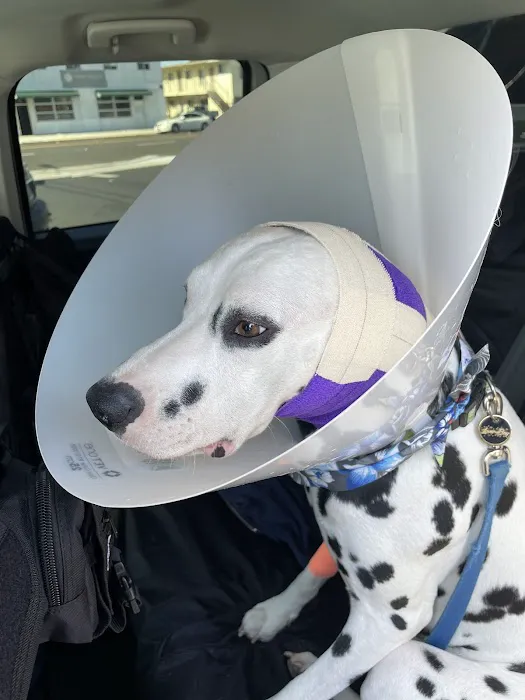 Lawndale Pet Hospital Picture 9