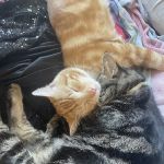 The ASPCA Los Angeles Spay/Neuter Clinic