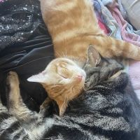 The ASPCA Los Angeles Spay/Neuter Clinic ico