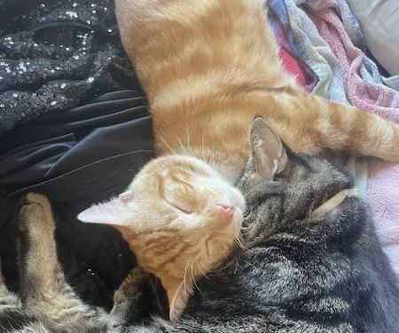 The ASPCA Los Angeles Spay/Neuter Clinic