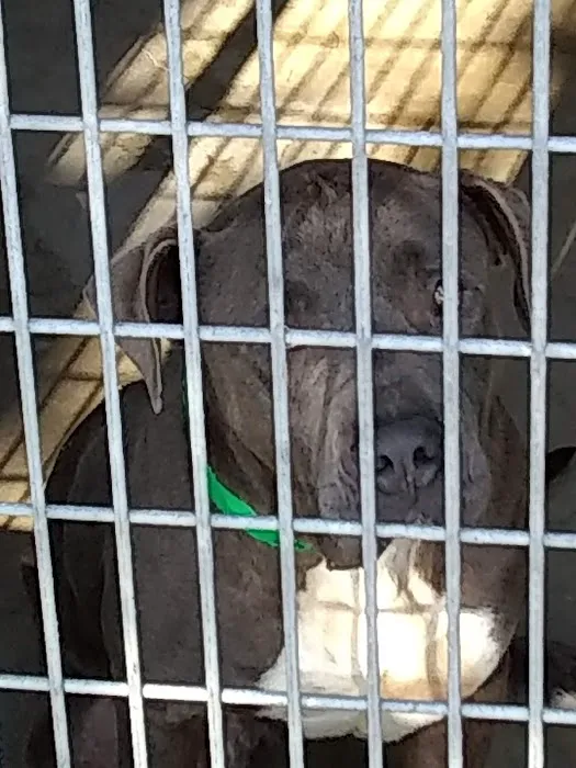 The ASPCA Los Angeles Spay/Neuter Clinic Picture 2