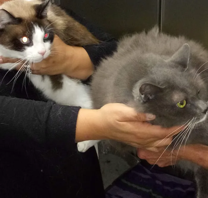 The ASPCA Los Angeles Spay/Neuter Clinic Picture 10