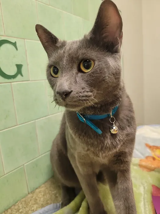 Green Dog & Cat Hospital Picture 3