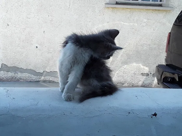 Green Dog & Cat Hospital Picture 4