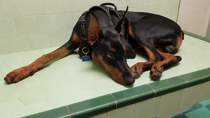Green Dog & Cat Hospital Picture 6