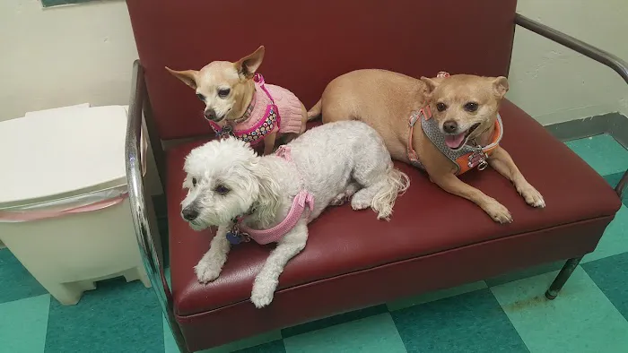 Green Dog & Cat Hospital Picture 5
