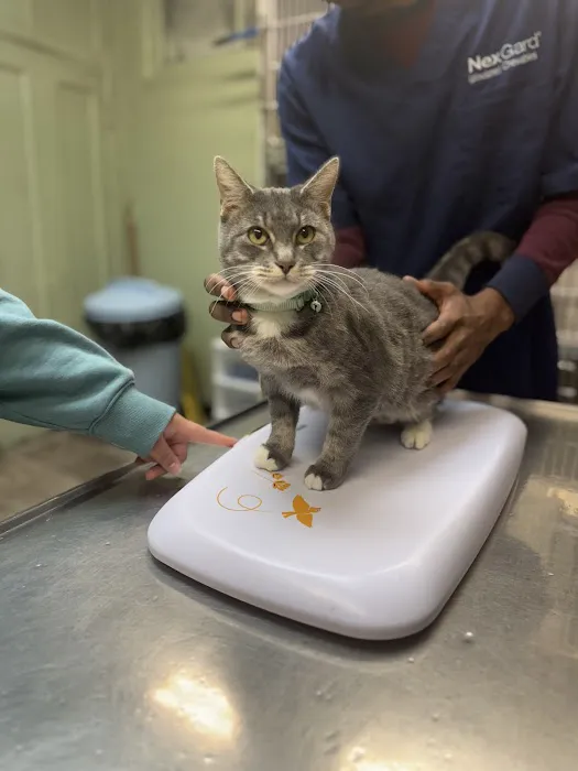 Green Dog & Cat Hospital Picture 8