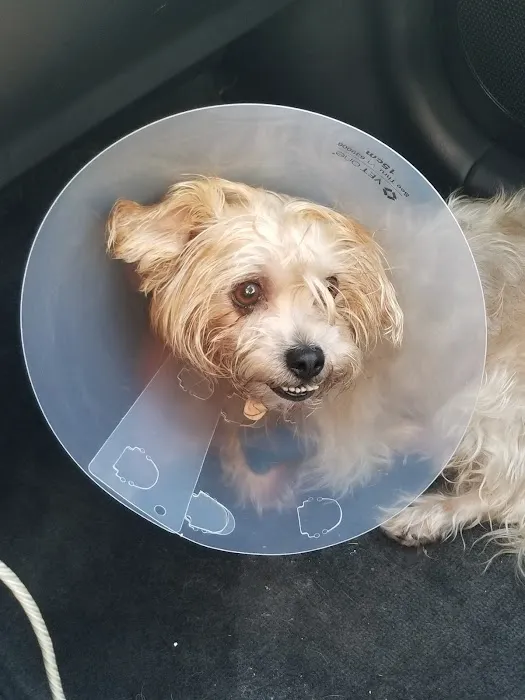 Banfield Pet Hospital Picture 3