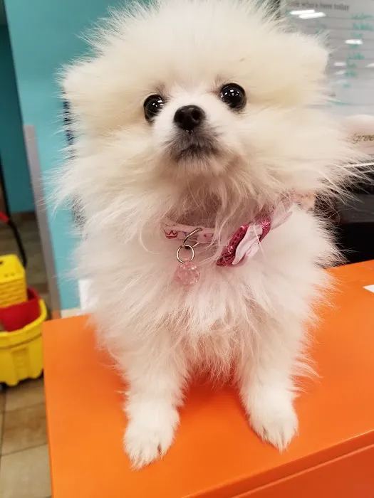 Banfield Pet Hospital Picture 4