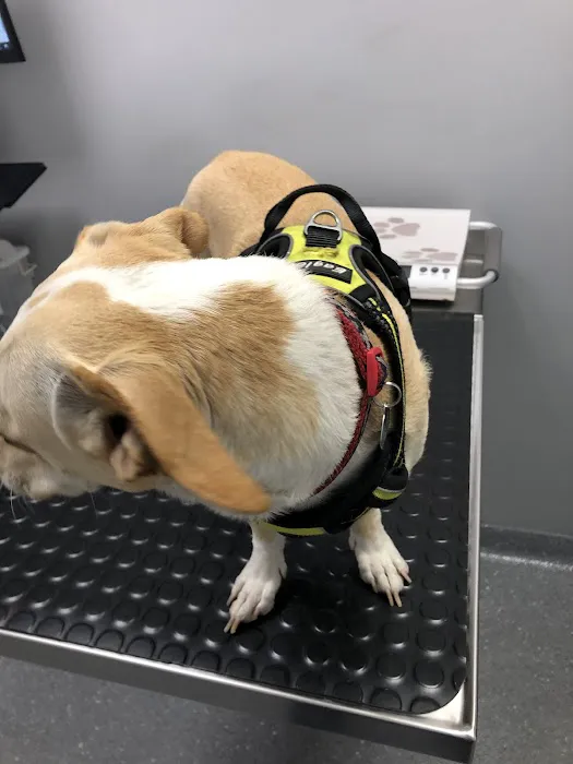 Lawndale Pet Hospital: Paul Lynch DVM Picture 5