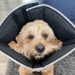 Animal Medical Center