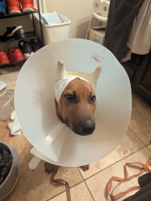 Animal Medical Center Picture 4