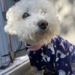 Animal Urgent Care