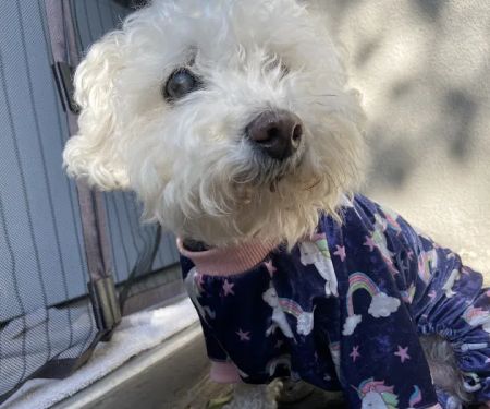 Animal Urgent Care