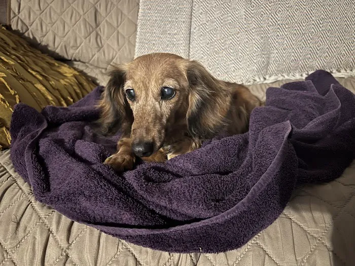 Animal Urgent Care Picture 2
