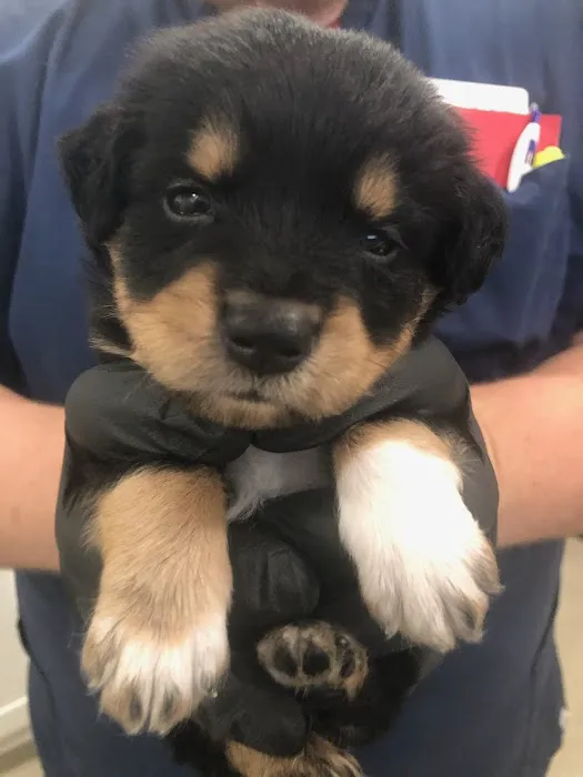 Animal Urgent Care Picture 6