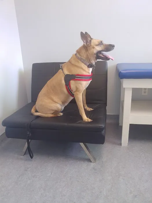 Limehouse Veterinary Clinic Picture 1